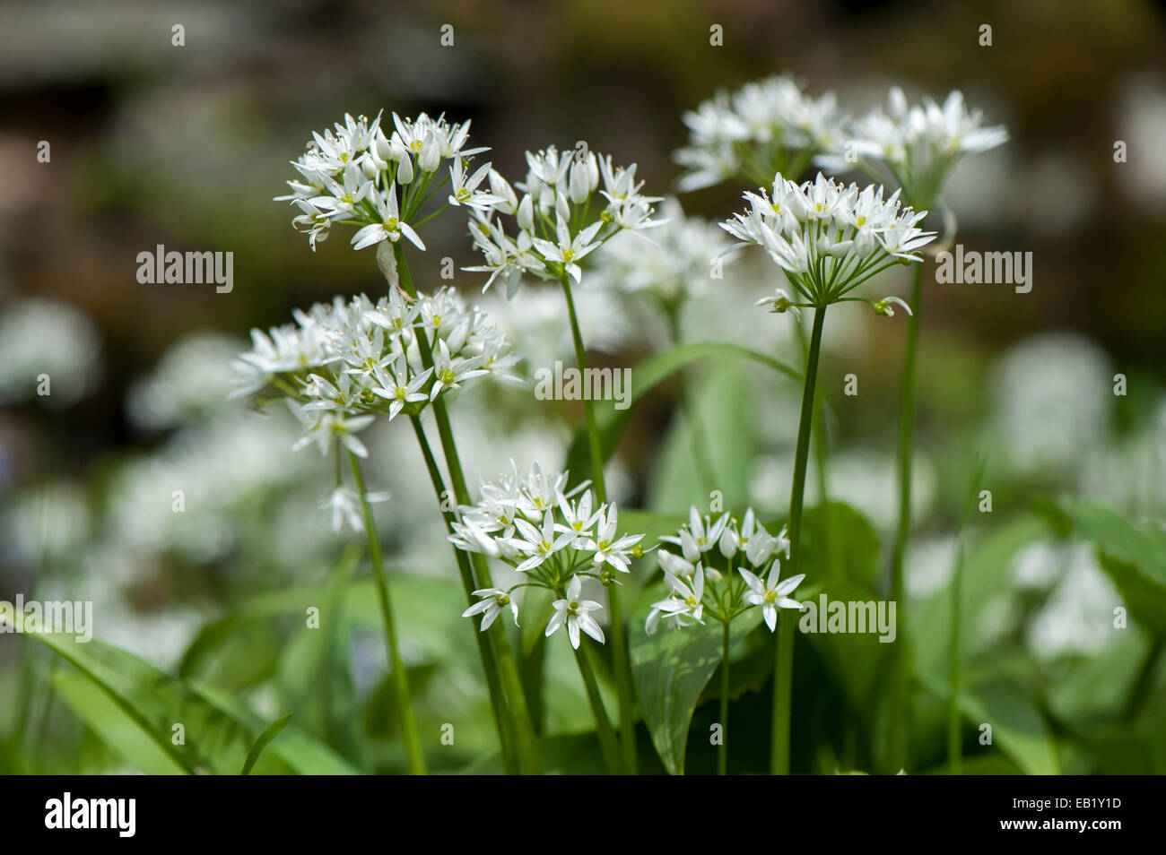 Wild Garlic or Ramsons (Allium ursinum) in flower, growing damp woodland, Cumbria, UK Stock Photo