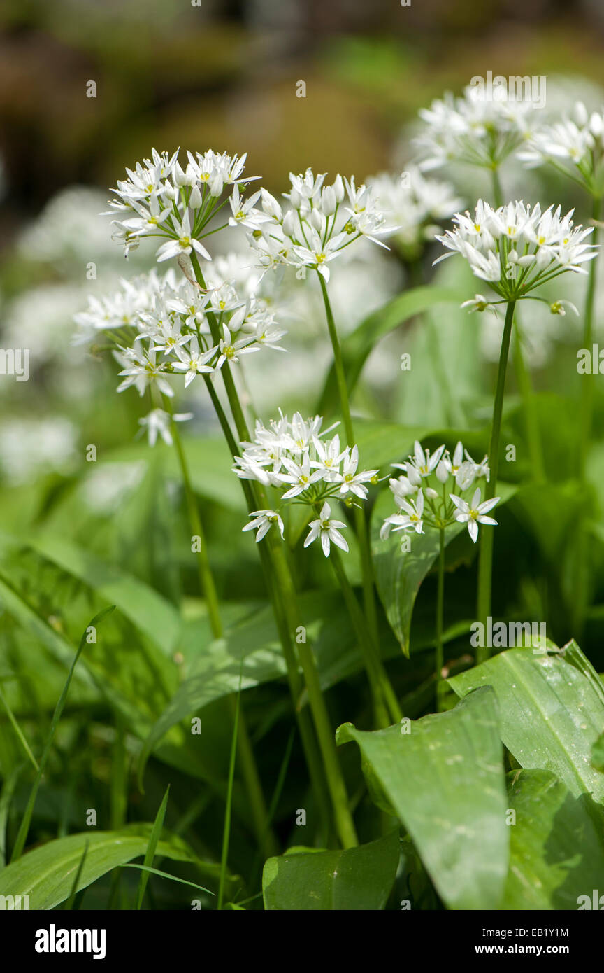 Wild Garlic or Ramsons (Allium ursinum) in flower, growing damp woodland, Cumbria, UK Stock Photo