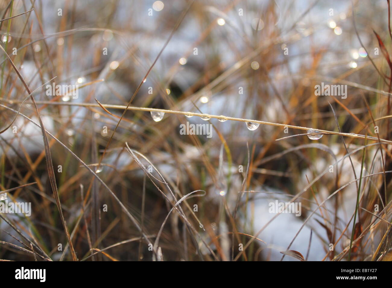 Under water grass hi-res stock photography and images - Alamy
