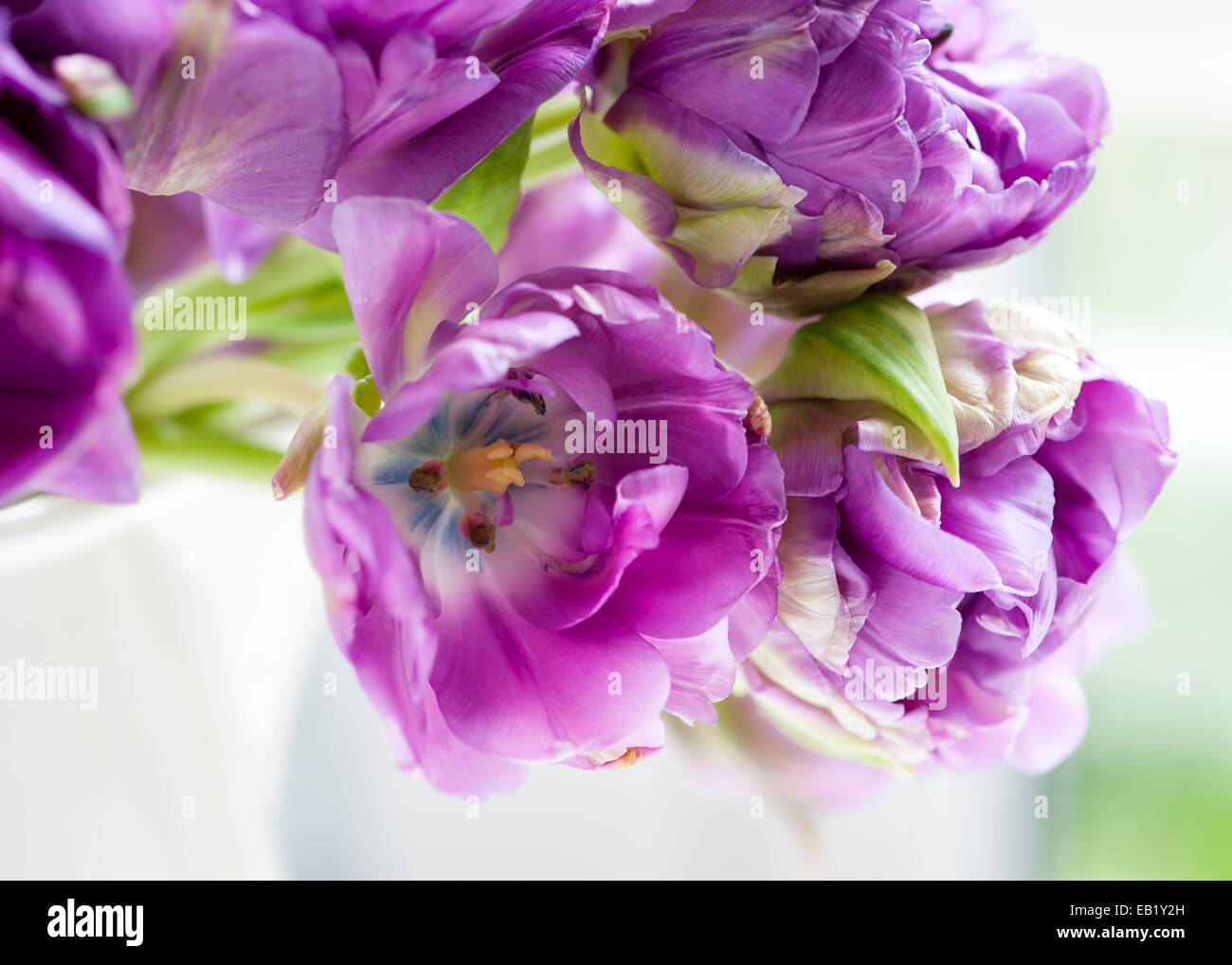 closeup of purple parrot tulips in bloom Stock Photo