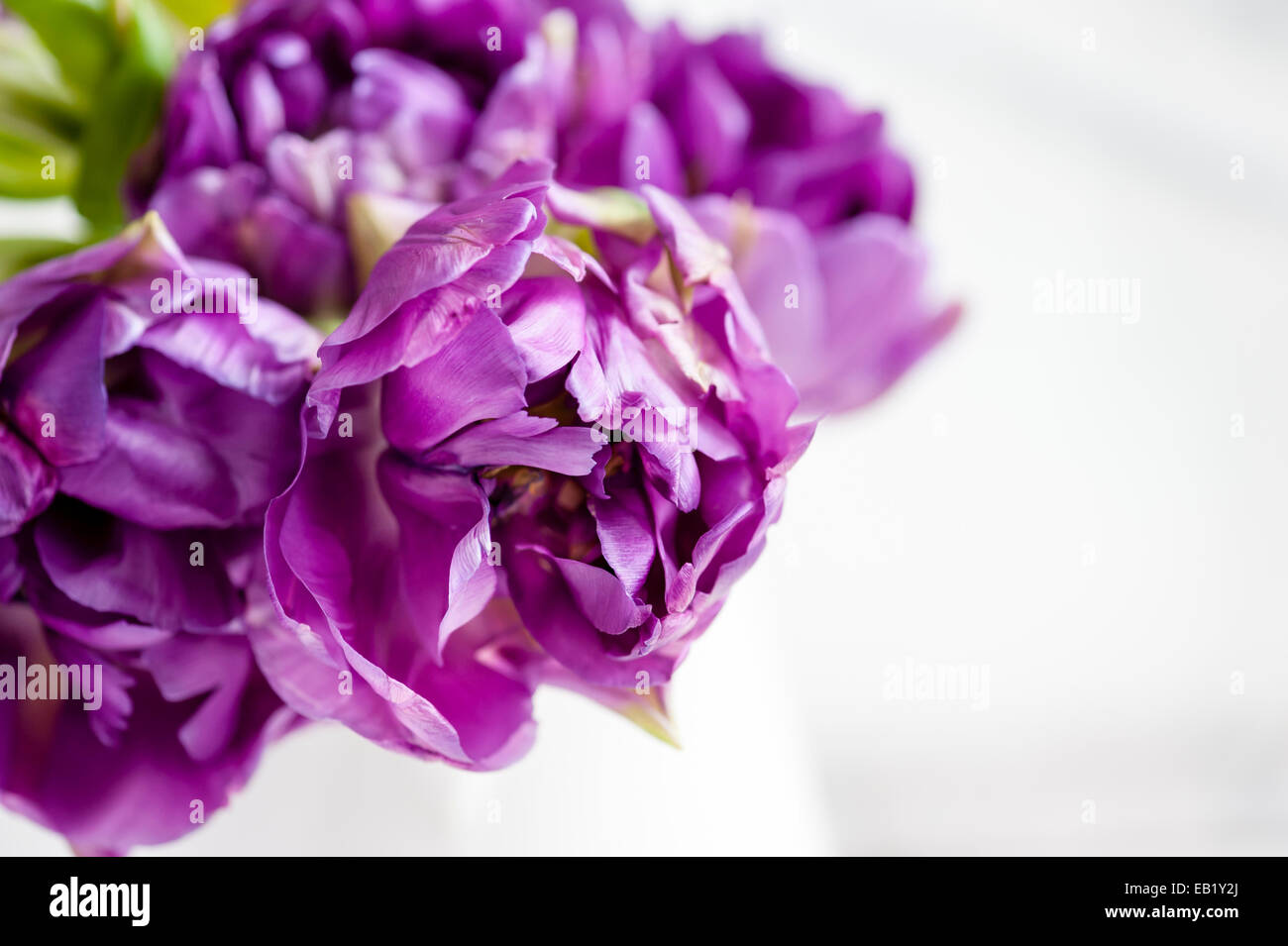 close up of purple parrot tulips in bloom Stock Photo