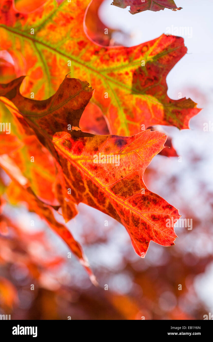 Scarlet Oak Autumn Leaf - Quercus coccinea Stock Photo