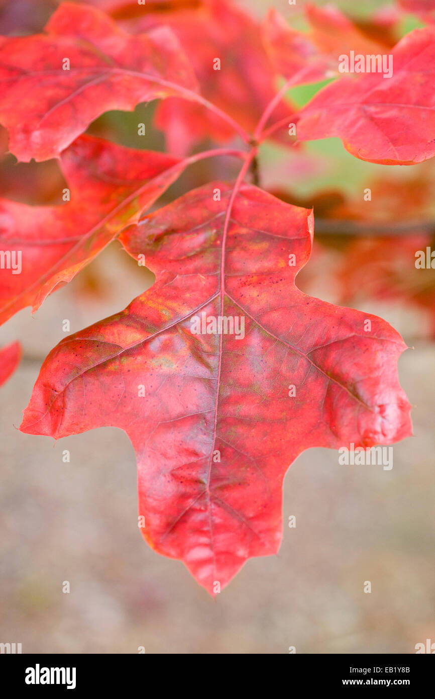 Scarlet Oak Autumn Leaf - Quercus coccinea Stock Photo