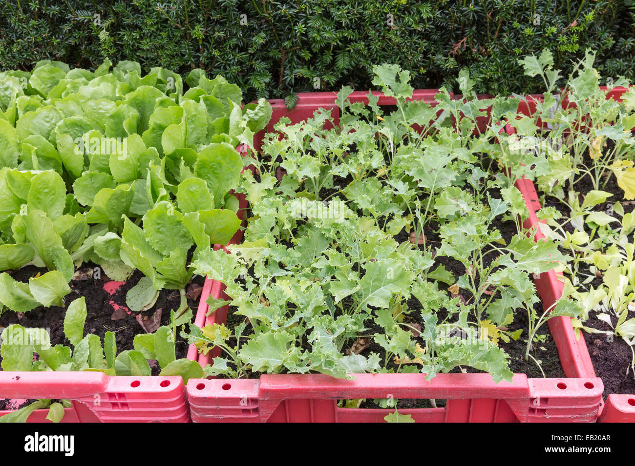 Vegetable boxes hires stock photography and images Alamy