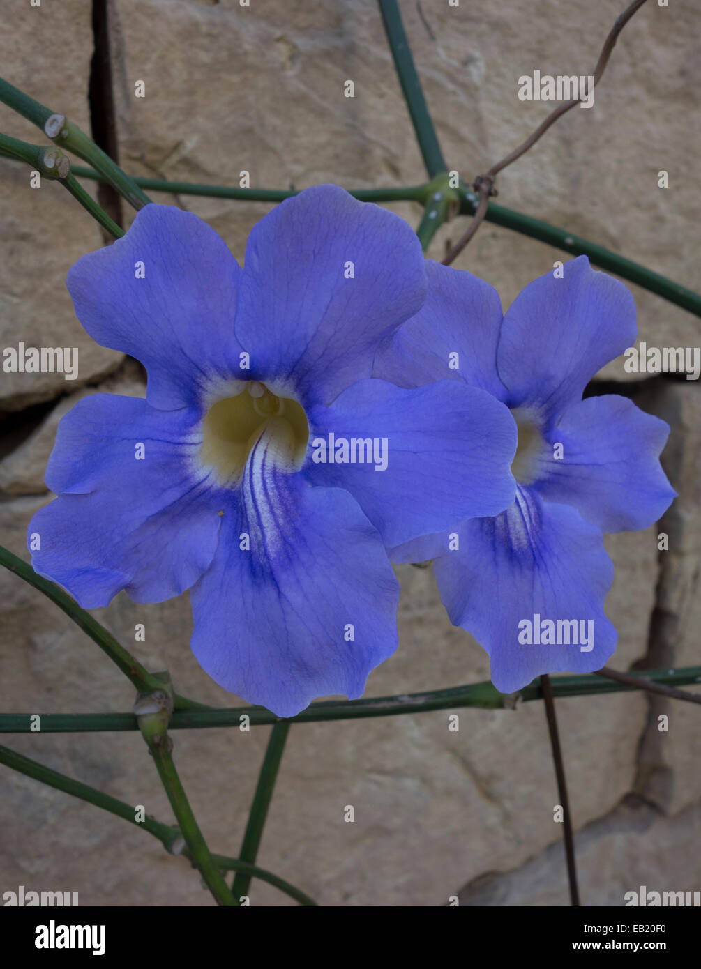 Blue flower from the Mediterranean, Malta. Stock Photo