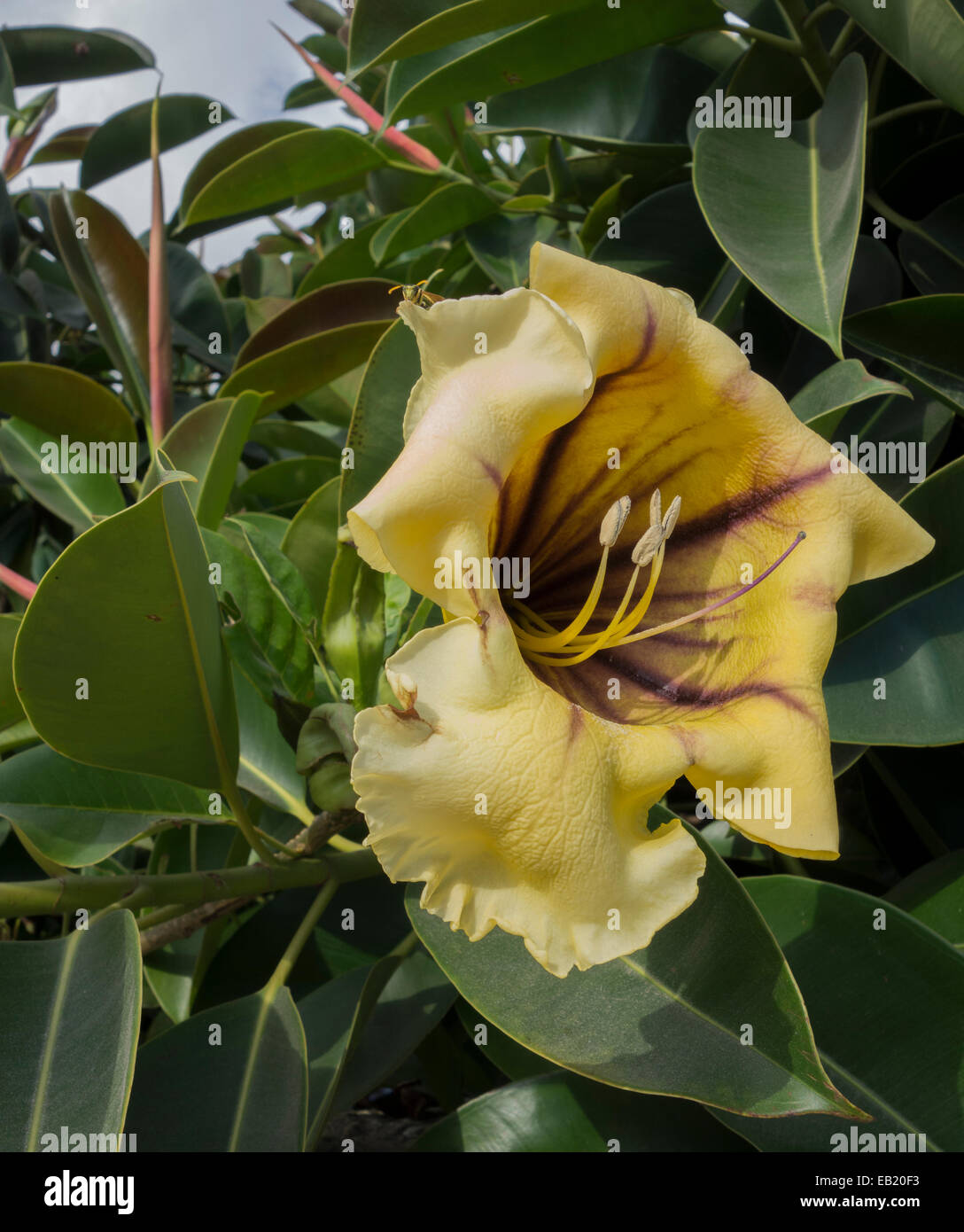 Solandra maxima, generally known as Cup of Gold Vine, Golden Chalice Vine, or Hawaiian Lily. This picture was taken in Malta. Stock Photo