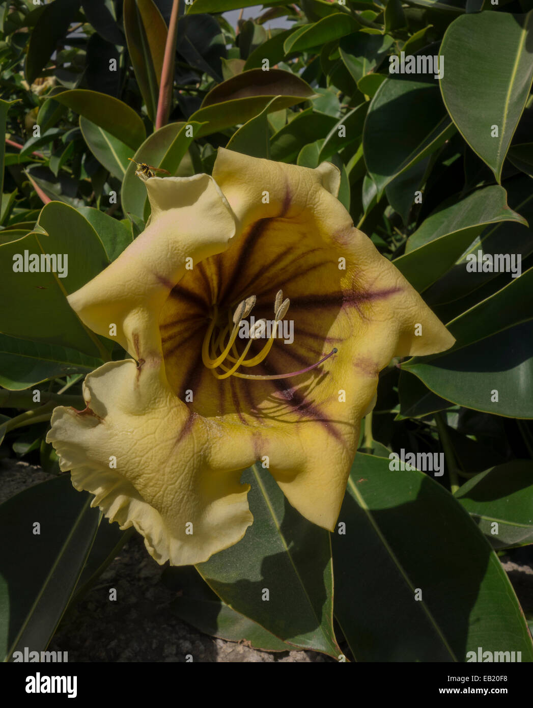 Solandra maxima, generally known as Cup of Gold Vine, Golden Chalice Vine, or Hawaiian Lily. This picture was taken in Malta. Stock Photo