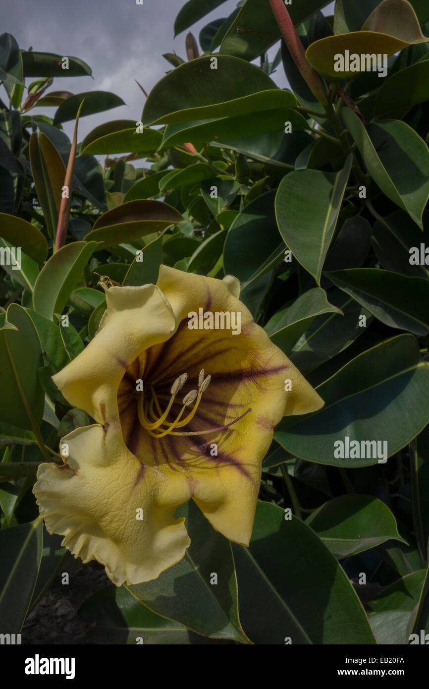 Solandra maxima, generally known as Cup of Gold Vine, Golden Chalice Vine, or Hawaiian Lily. This picture was taken in Malta. Stock Photo