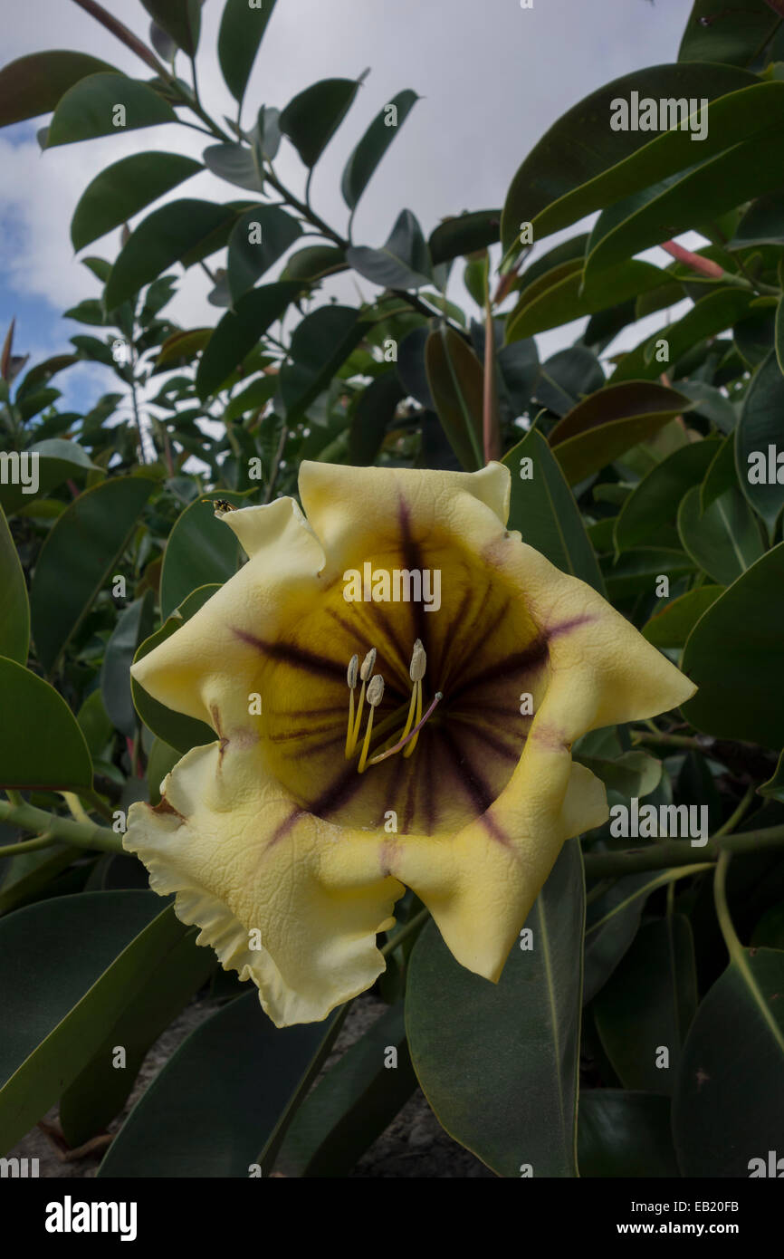 Solandra maxima, generally known as Cup of Gold Vine, Golden Chalice Vine, or Hawaiian Lily. This picture was taken in Malta. Stock Photo