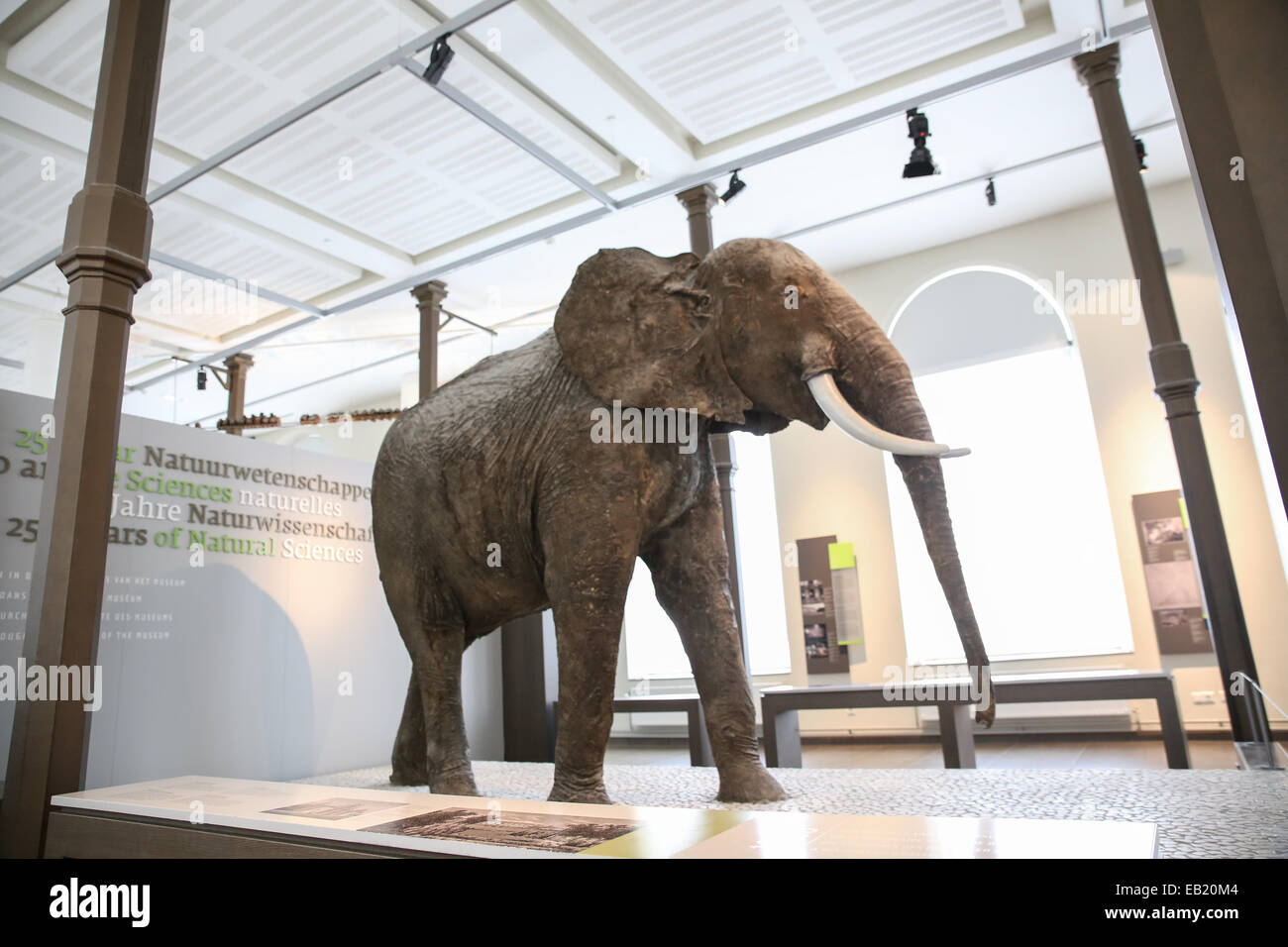 extinct elephant model inside science museum brussels Stock Photo