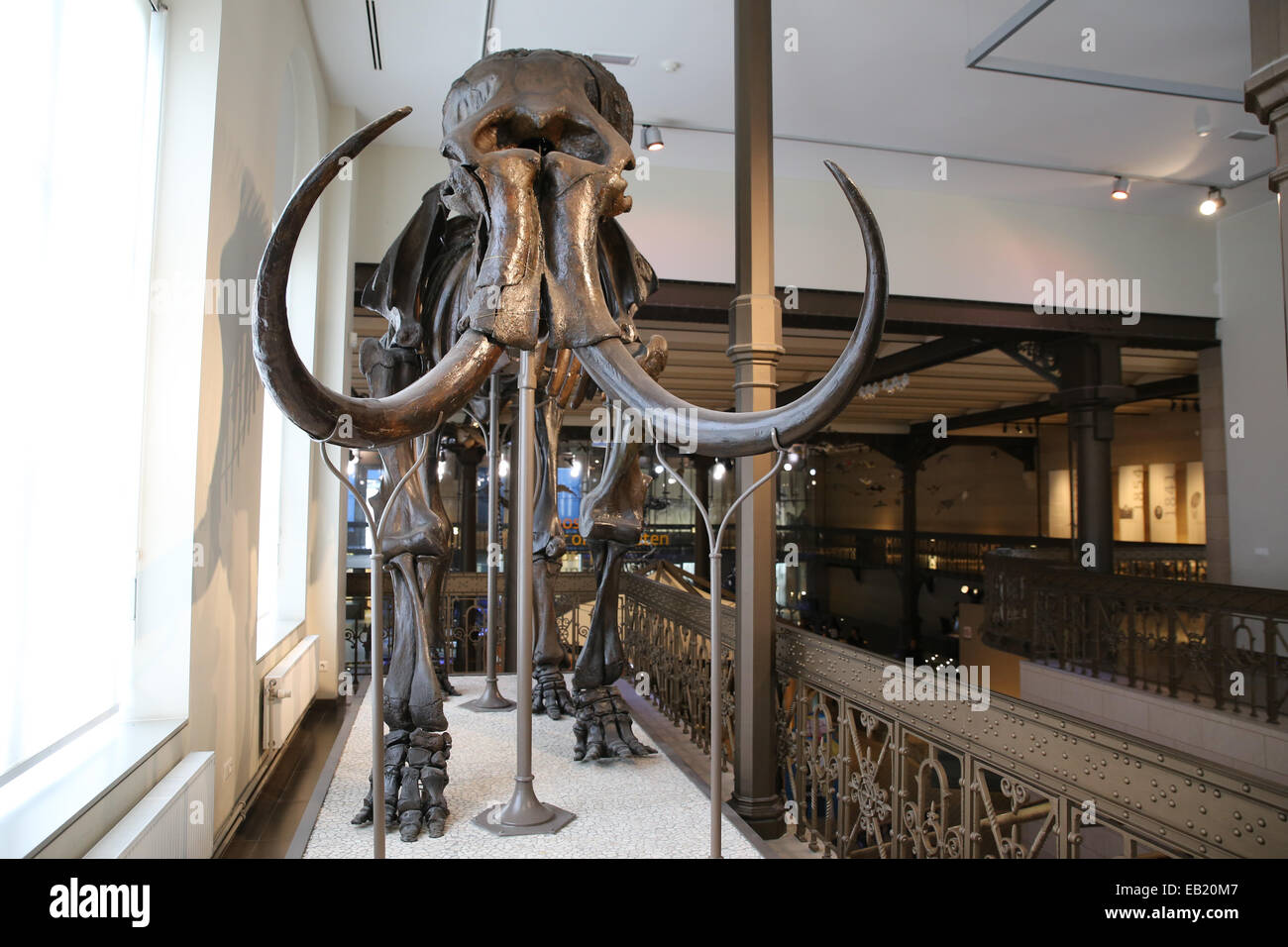 elephant skeleton inside science museum brussels europe Stock Photo