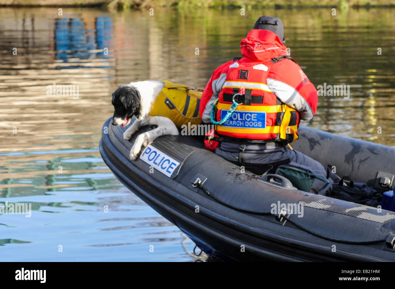 Belfast, Northern Ireland. 24 Nov 2014 - A PSNI sniffer dog hangs over the edge of a boat to sniff the water. Credit:  Stephen Barnes/Alamy Live News Stock Photo