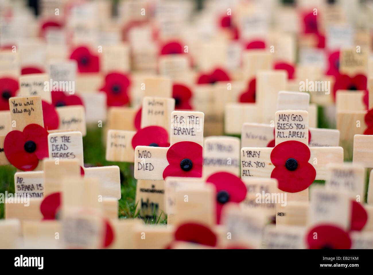 For The Brave. Remembrance crosses and poppies Stock Photo