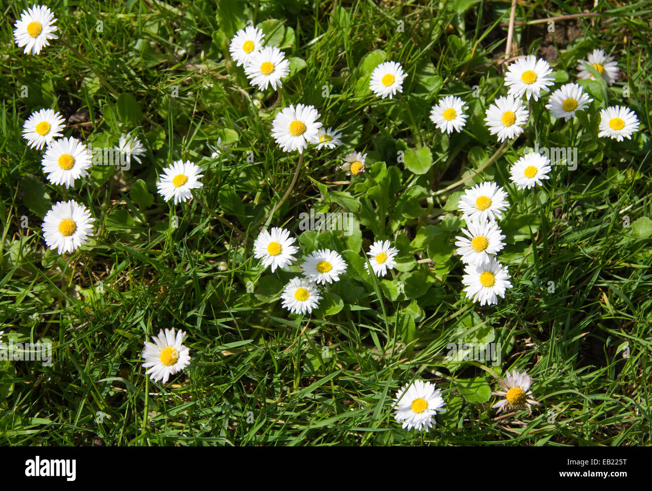 Daisies lawn England Stock Photo Alamy