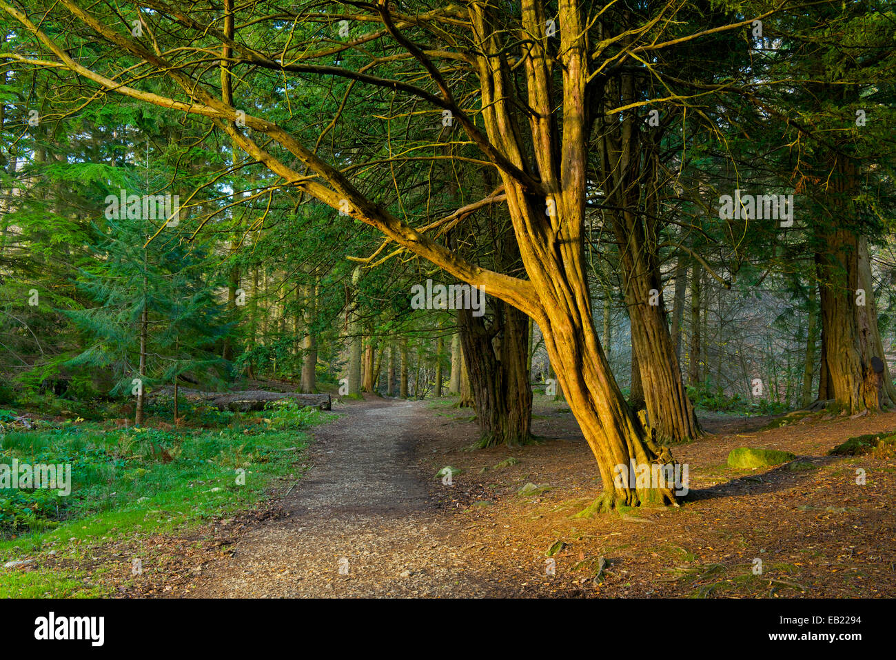 Trees in the the Pinetum, in woodland at Aira Force, Lake District National Park, Cumbria, England UK Stock Photo