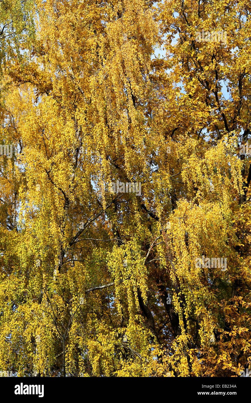 birch leaves Stock Photo