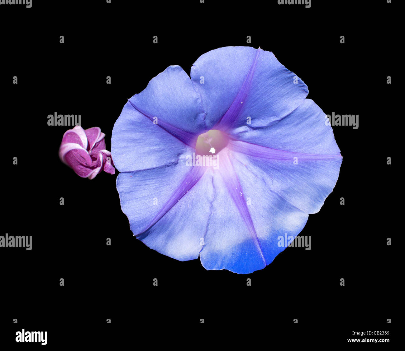 My Image 15