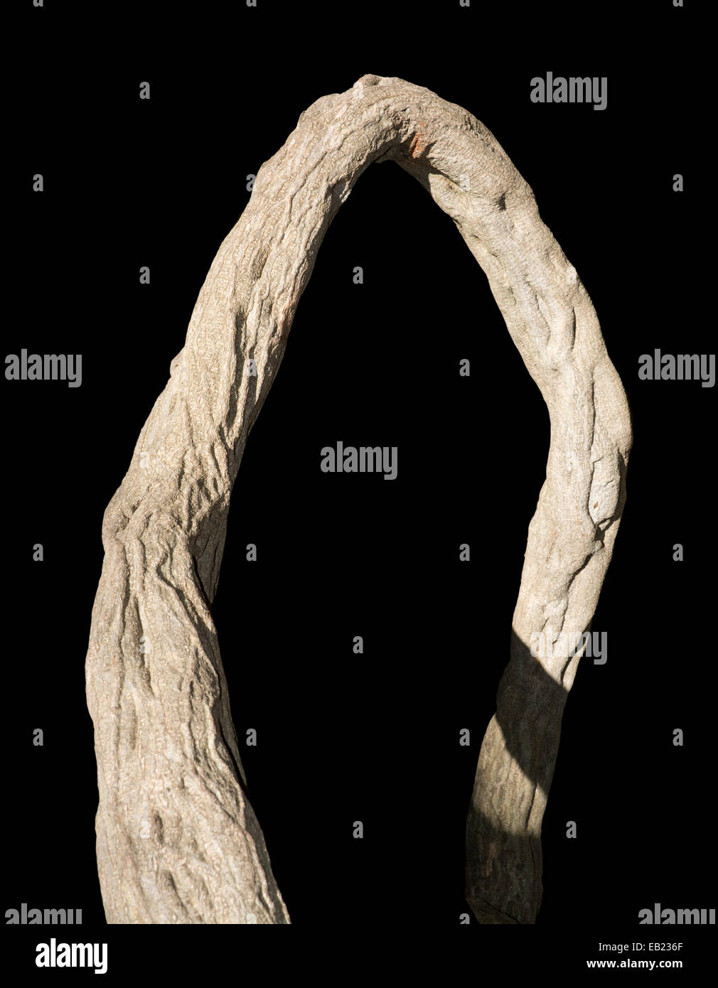 Gnarled wood branch with interesting texture isolated on black. Stock Photo