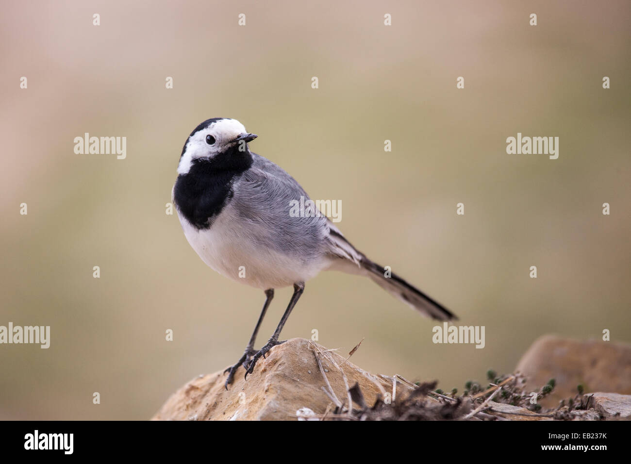 white wagtail on a rock Stock Photo
