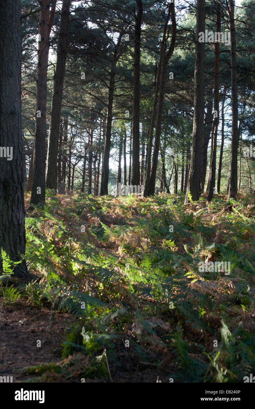 Scots Pine Wood Trees Canford Heath Poole Dorset England Stock Photo ...