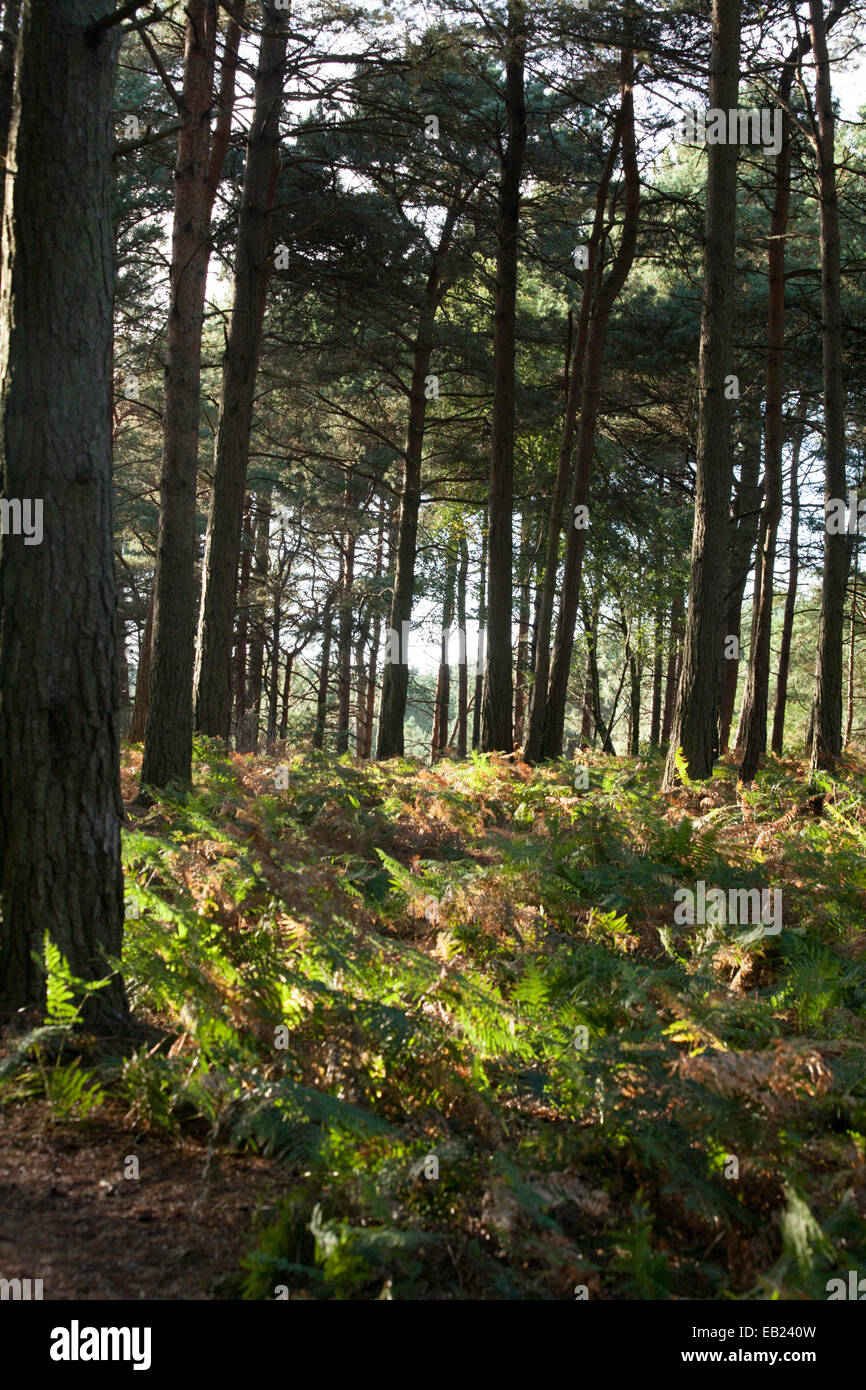 Scots Pine Wood Trees Canford Heath Poole Dorset England Stock Photo