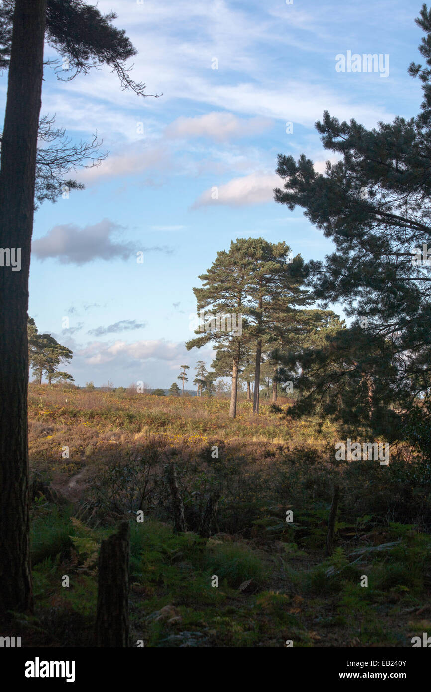 Scots Pine Wood Trees Canford Heath Poole Dorset England Stock Photo