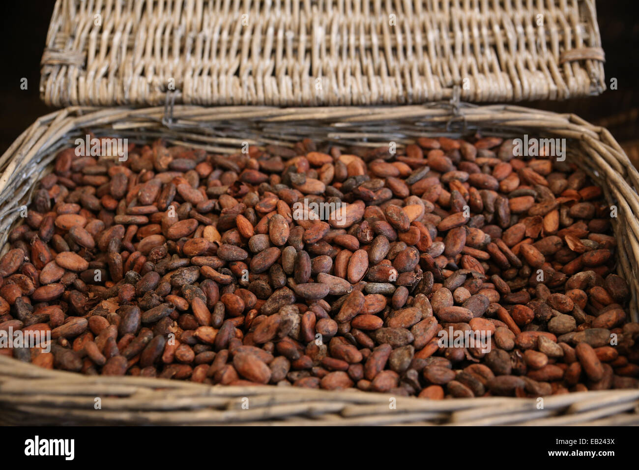 dried cocoa bean inside basket Stock Photo