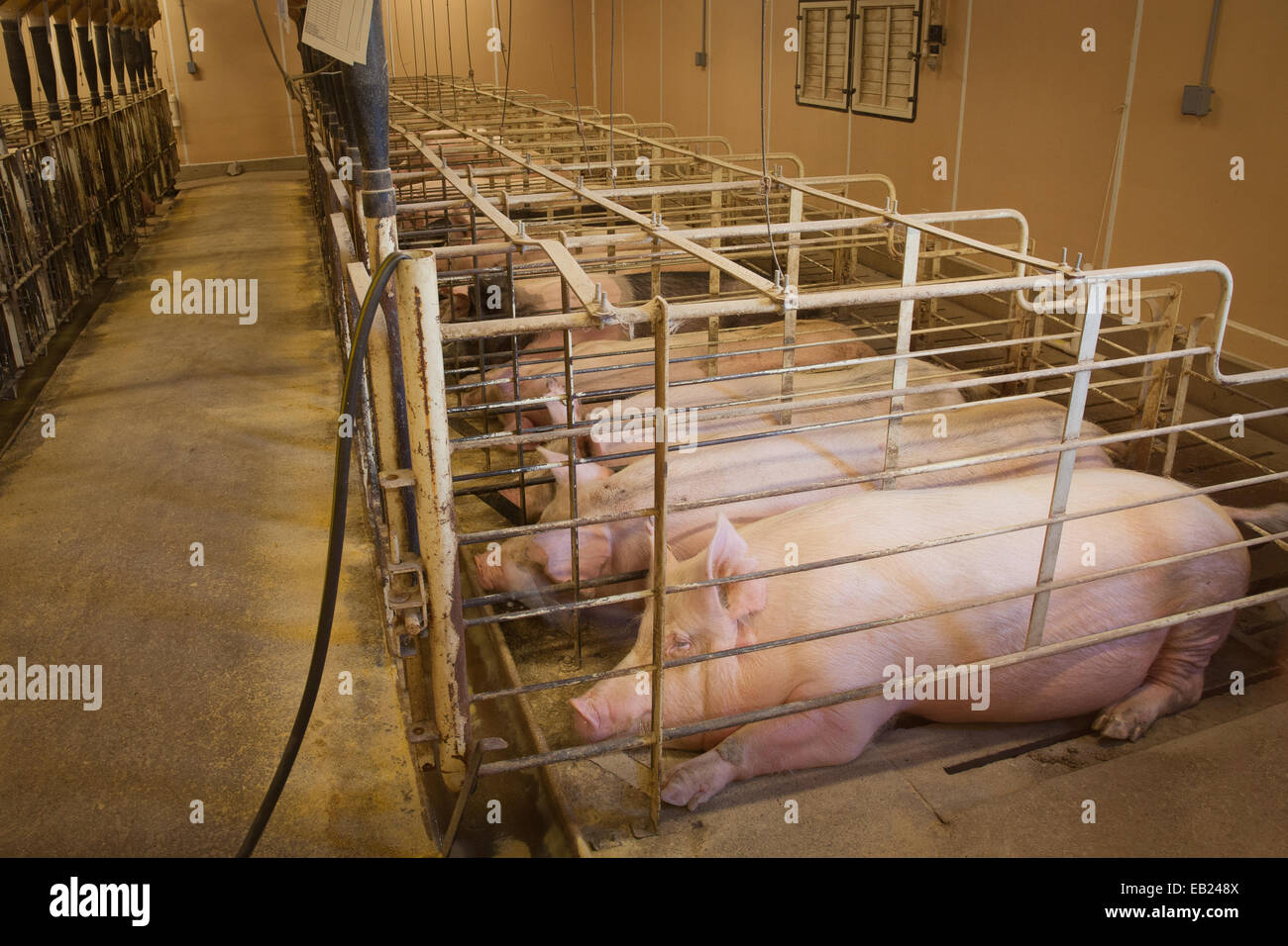 Pregnant Sows In Gestation Stalls Stock Photo Alamy Pregnant Sows In Gestation Stalls Stock Photo Alamy