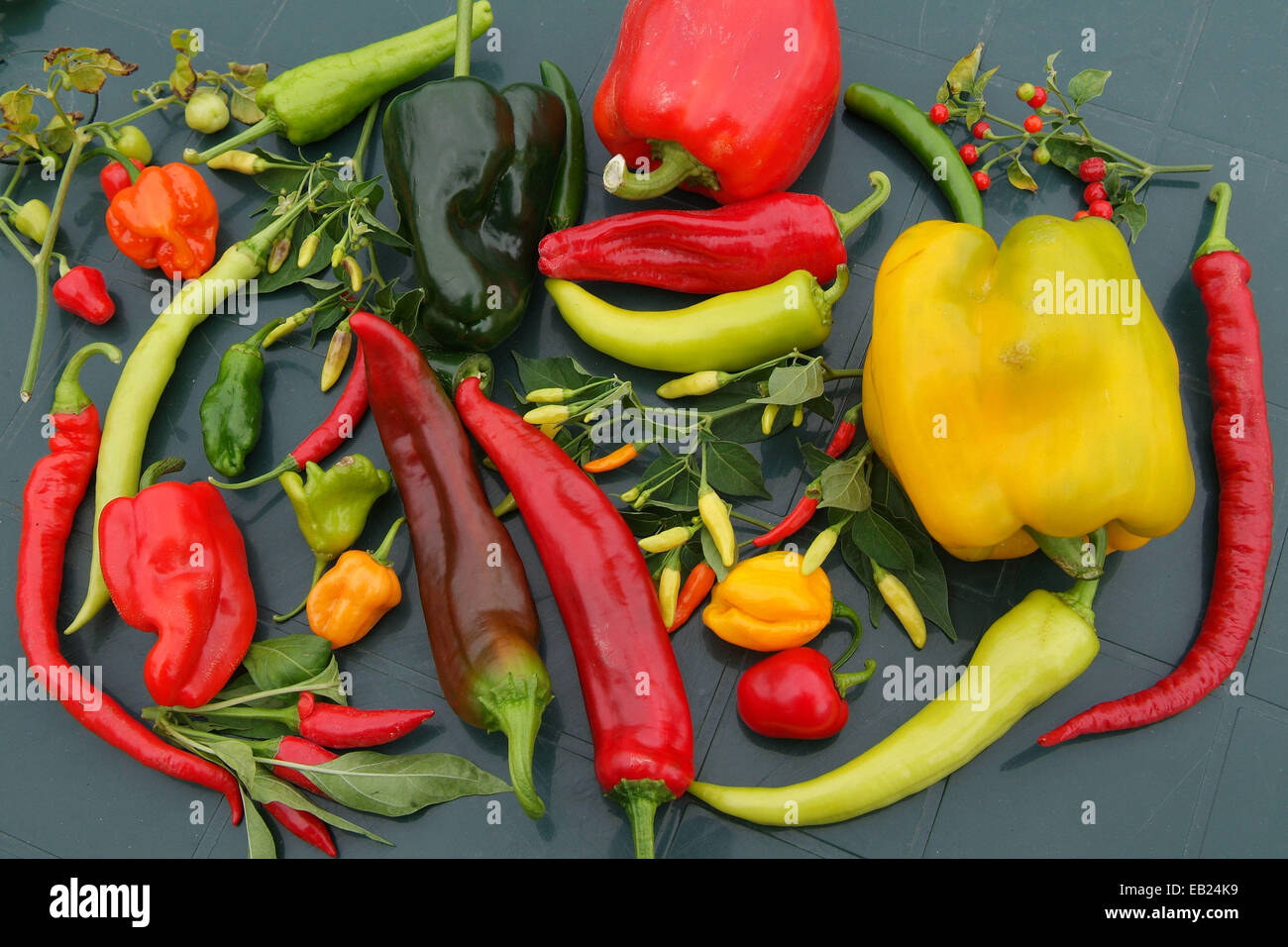 Selection of chillies Stock Photo - Alamy