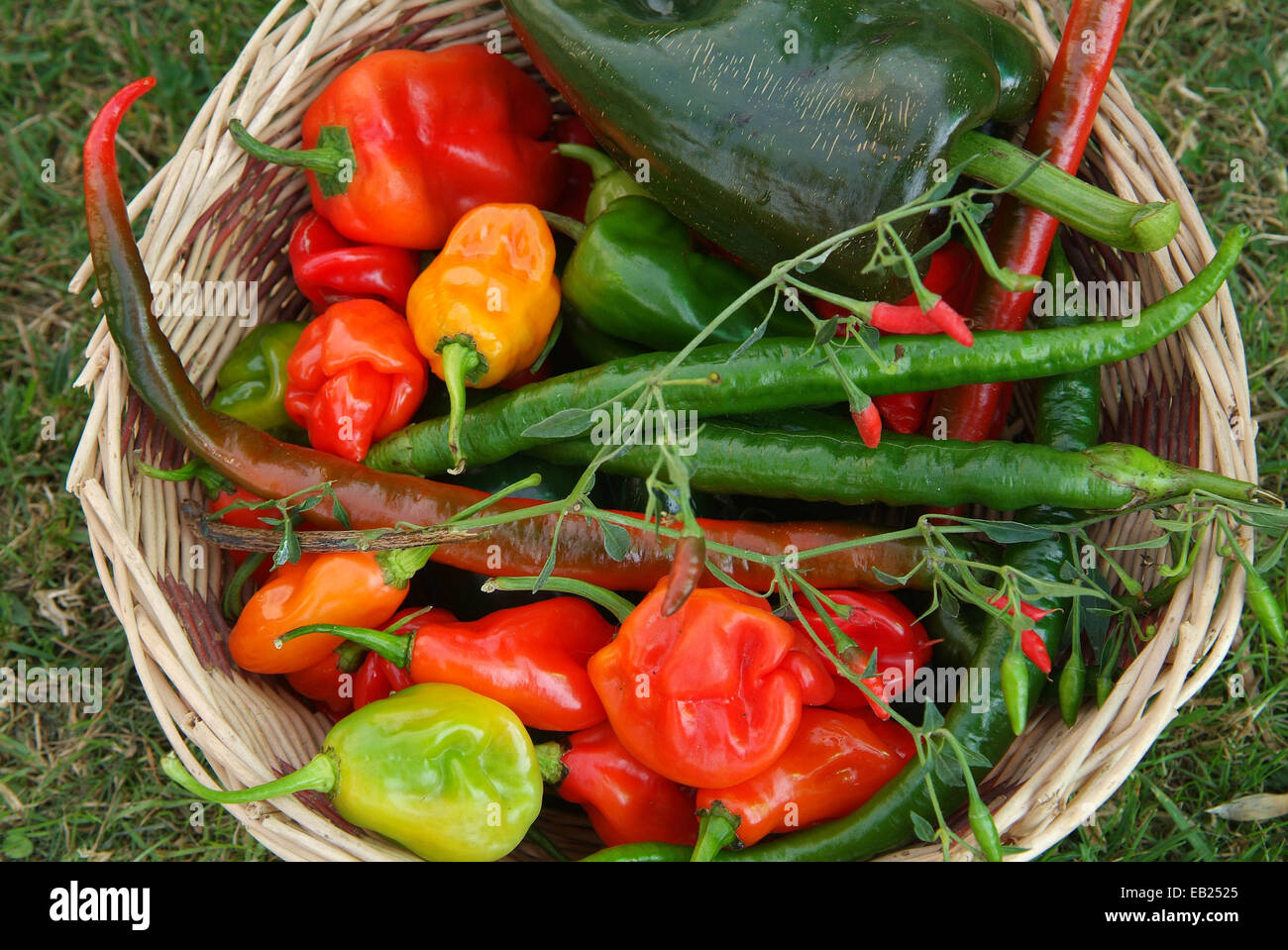 Selection of chillies Stock Photo - Alamy
