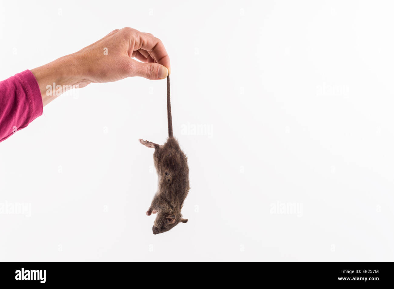 Woman's hand holding dead mouse by tail (model released) Stock Photo