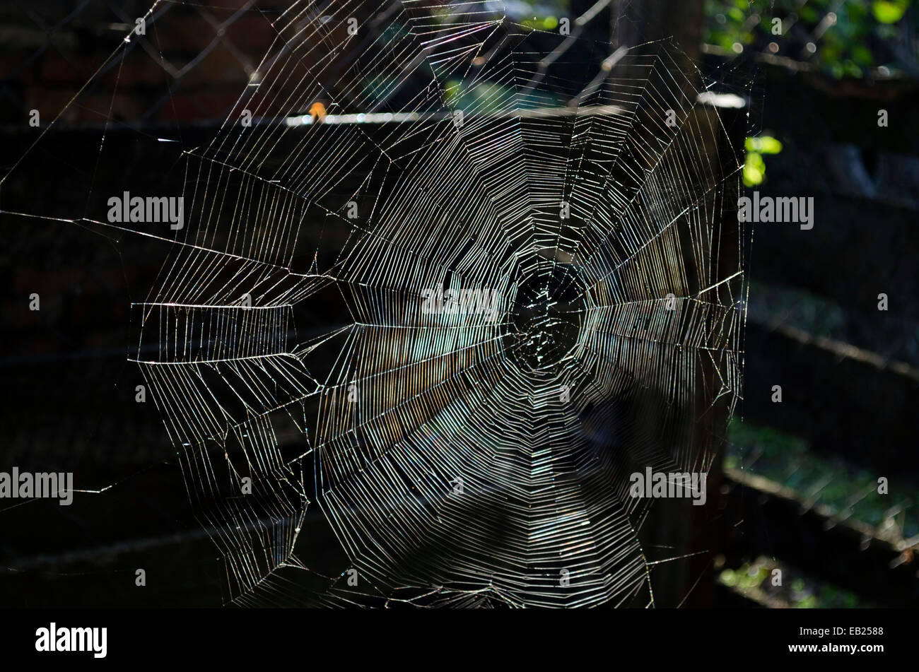 A cobweb in the dark background and sunrais Stock Photo