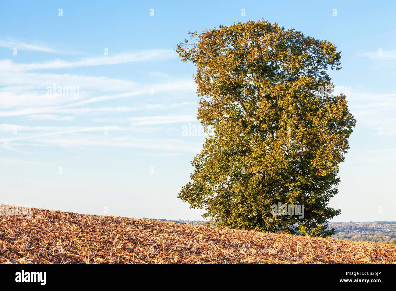 An English Elm tree, Ulmus procera, on farmland in early Autumn, Nottinghamshire, England, UK Stock Photo