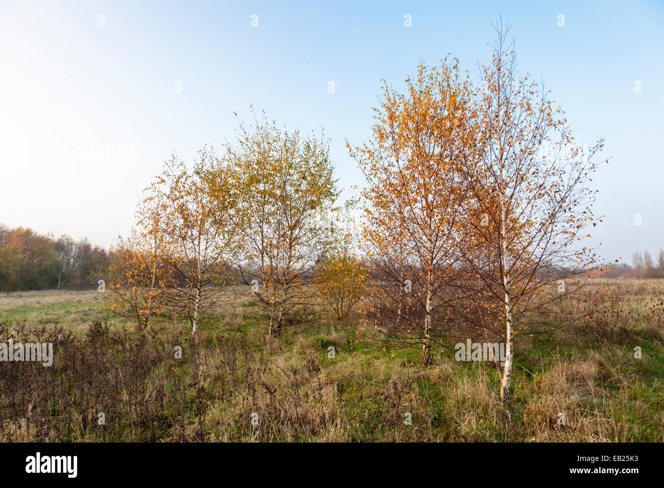 Silver Birch trees (Betula pendula) in late Autumn, Nottinghamshire, England, UK Stock Photo