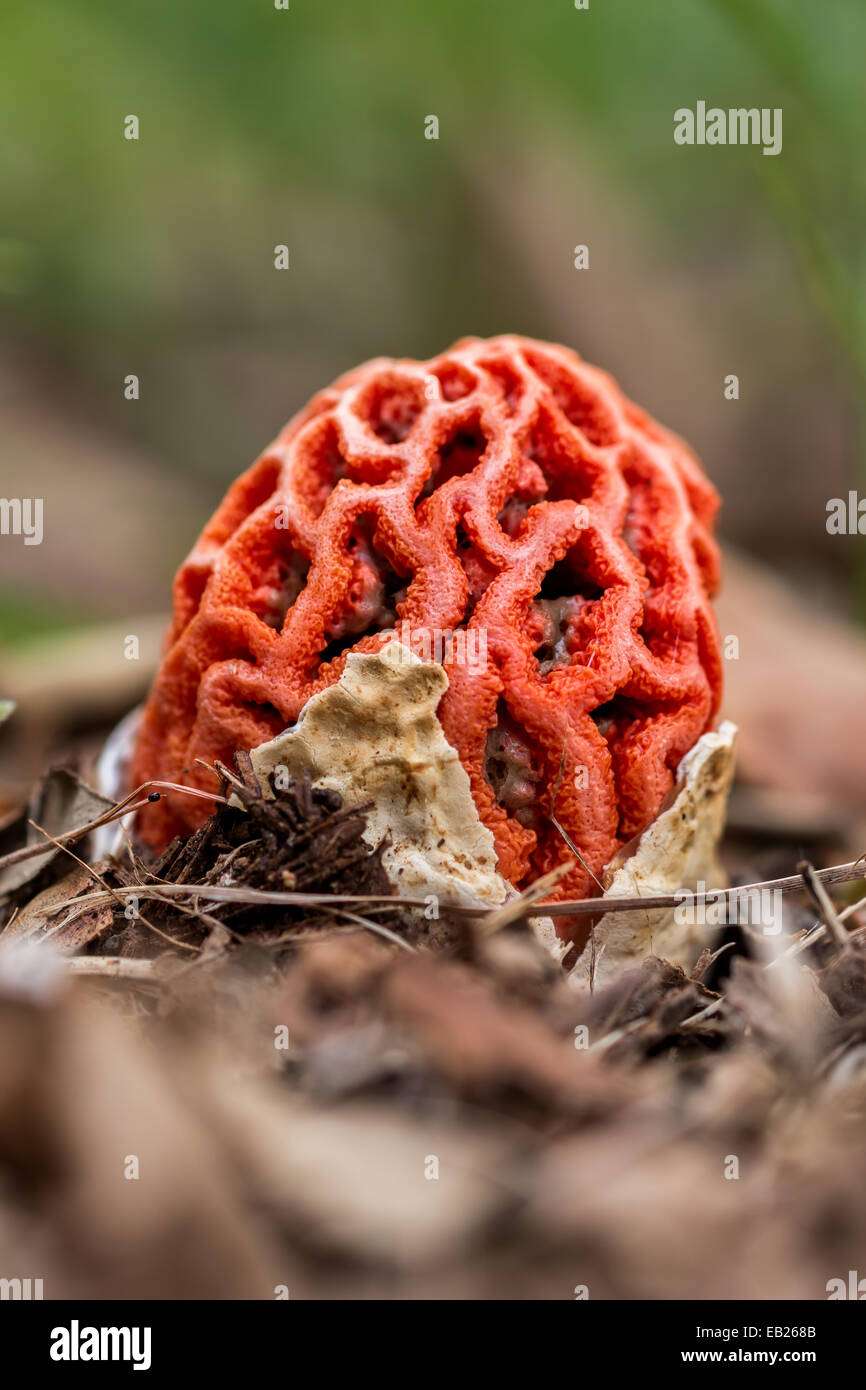 Very interesting species of fungi (Clathrus ruber) Stock Photo