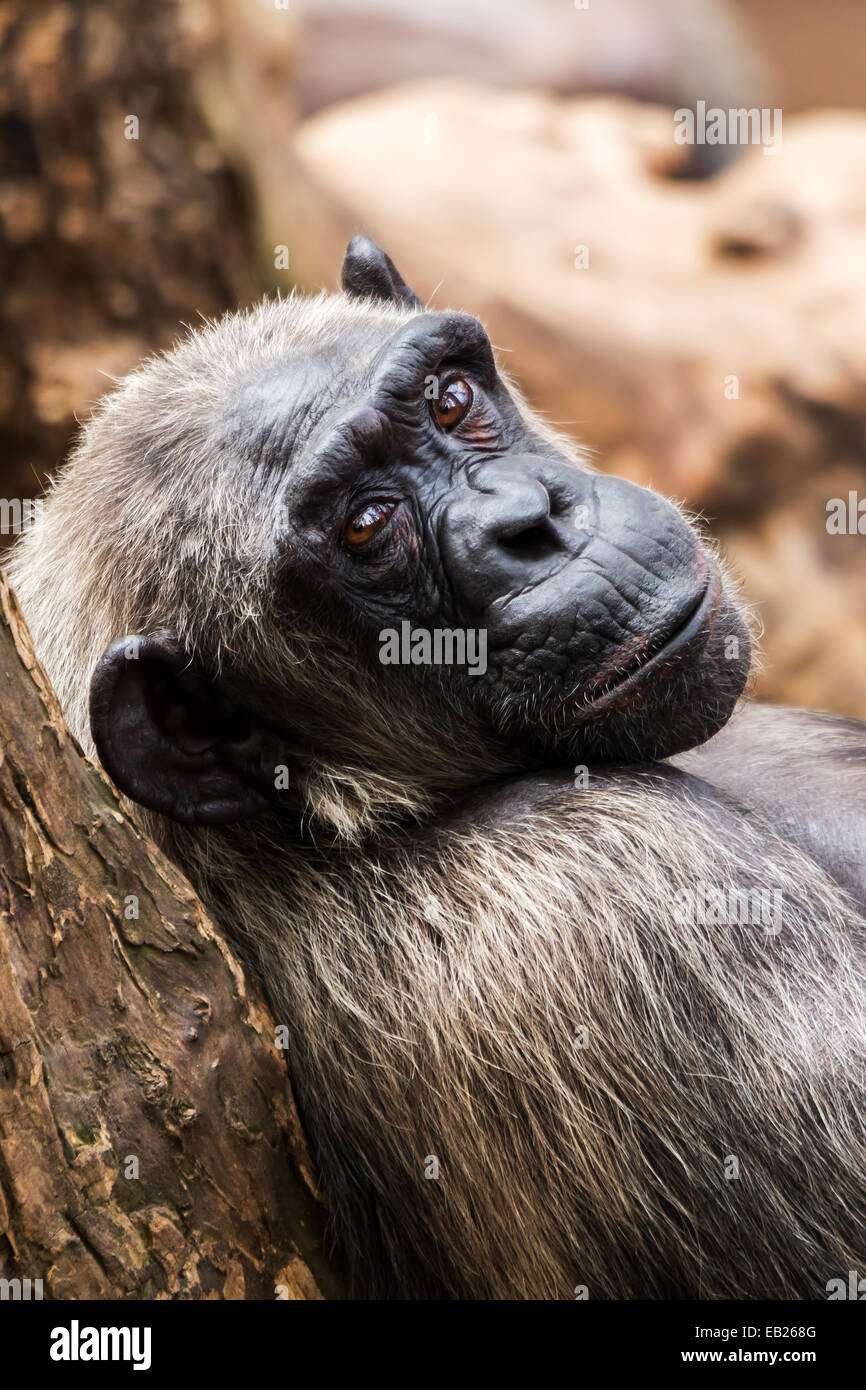 Old chimpanzee at the zoo Barcelona Stock Photo