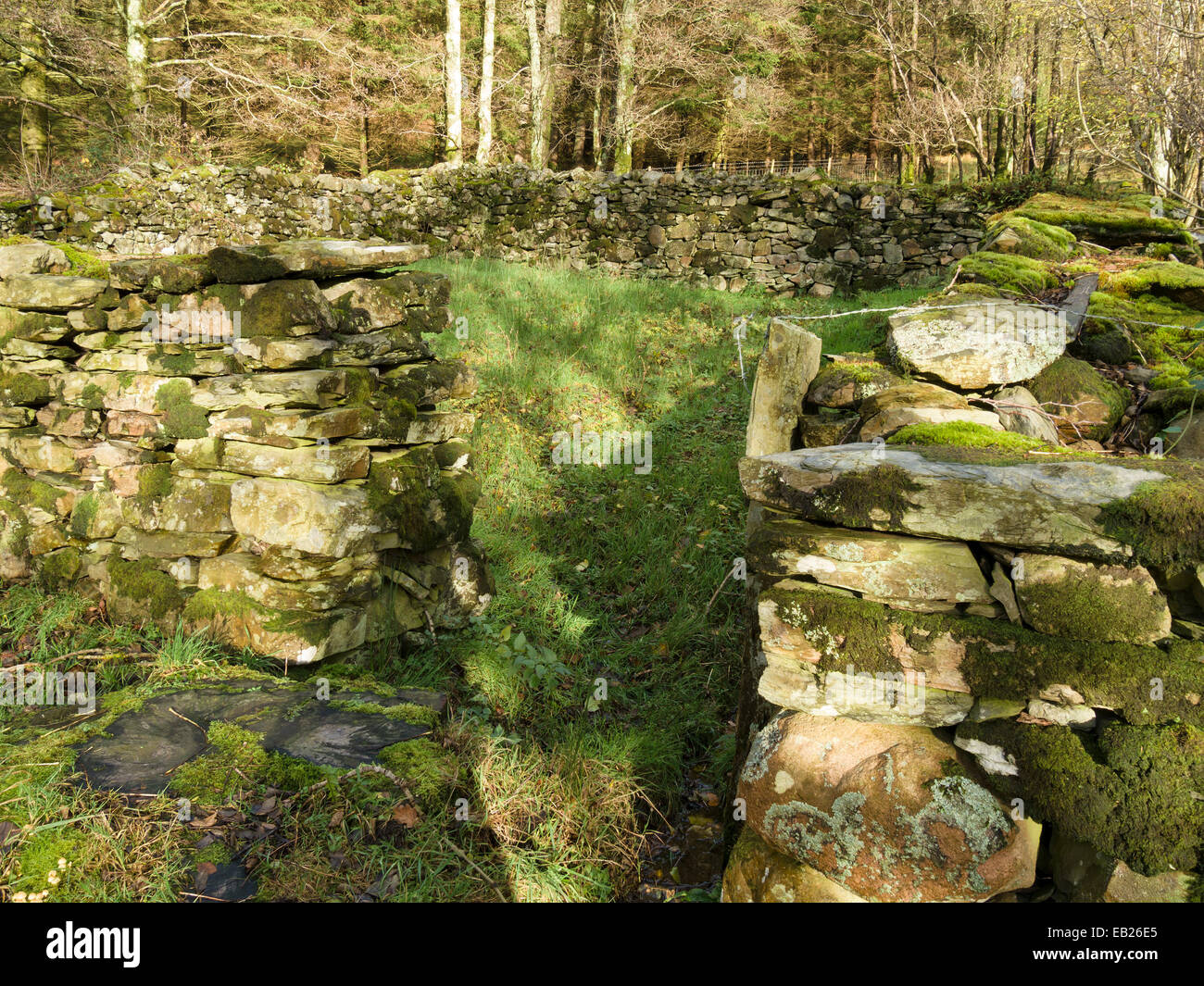Entrance to old pinfold stray livestock enclosure with slate dry stone ...