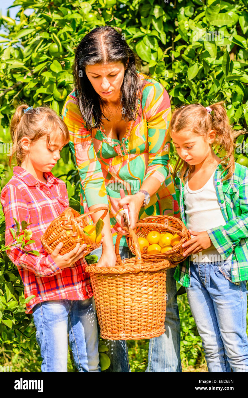 Mother and her Daughters  picking Clementine Stock Photo
