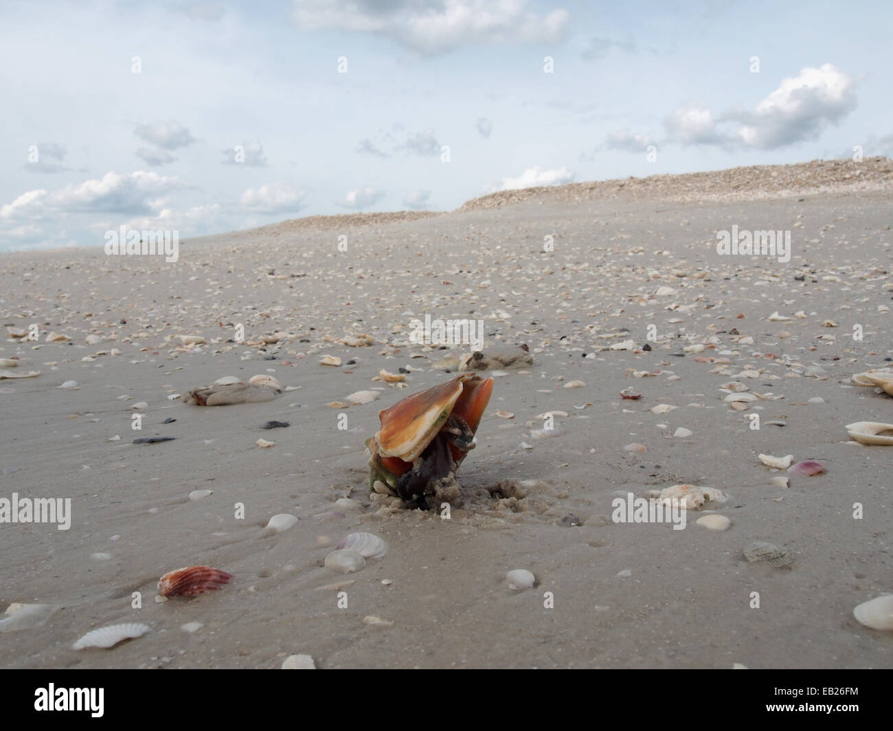 A live Fighting Conch crawls along the beach at Lovers Key State Park, Ft. Myers, Florida, USA, October 6, 2014, © Katharine And Stock Photo