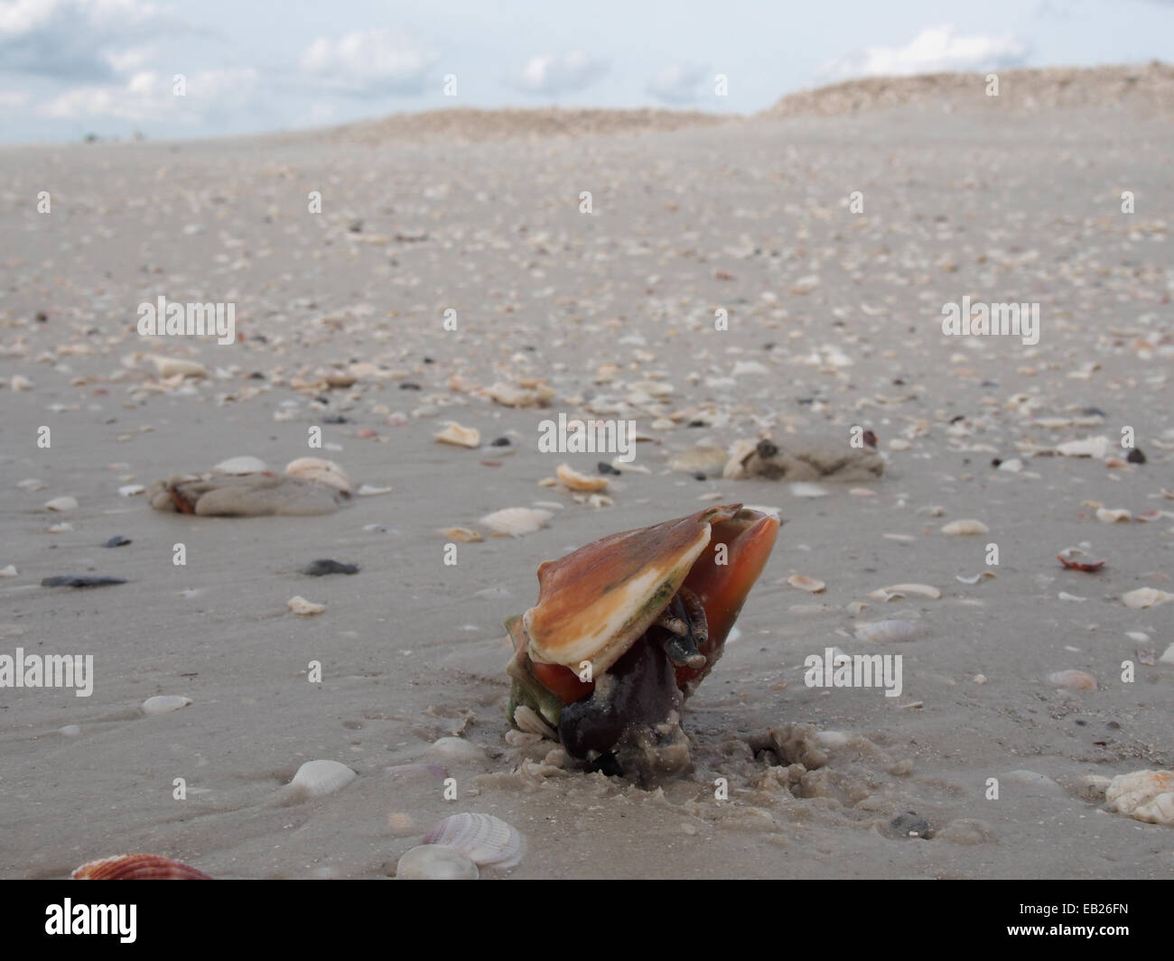 A live Fighting Conch crawls along the beach at Lovers Key State Park, Ft. Myers, Florida, USA, October 6, 2014, © Katharine And Stock Photo