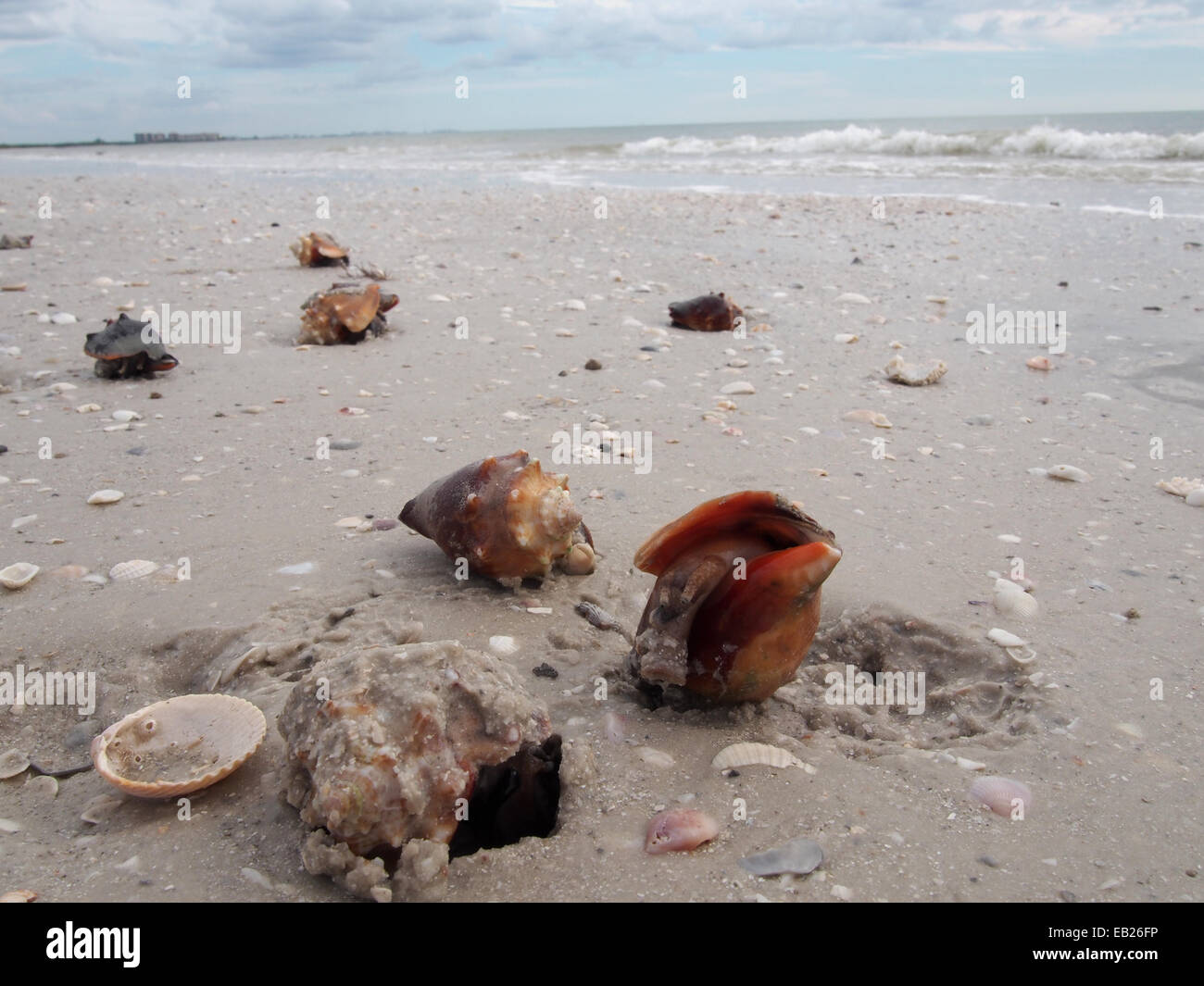 Live Fighting Conch crawl along the beach at Lovers Key State Park, Ft. Myers, Florida, USA, October 6, 2014, © Katharine And Stock Photo