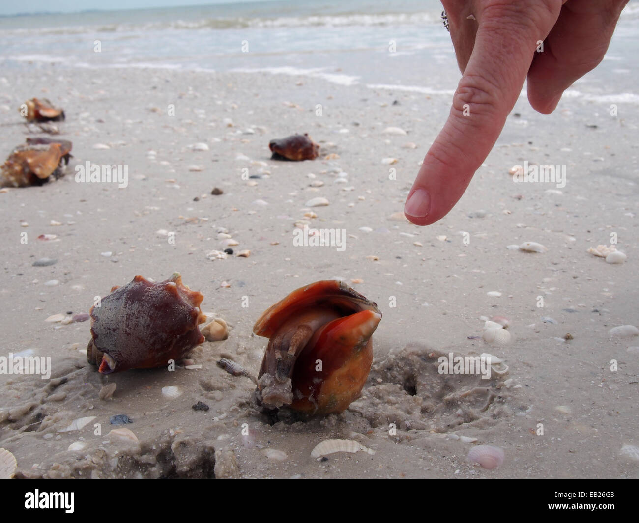 Live Fighting Conch along the beach at Lovers Key State Park, Ft. Myers, Florida, USA, October 6, 2014, © Katharine Andriotis Stock Photo