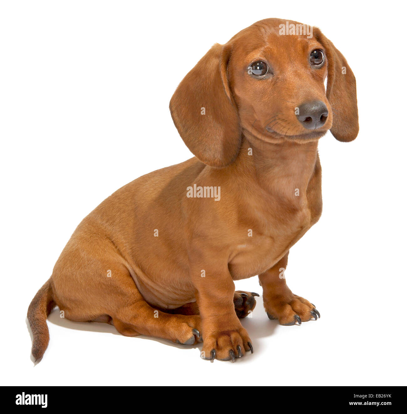 dachshund Stock Photo