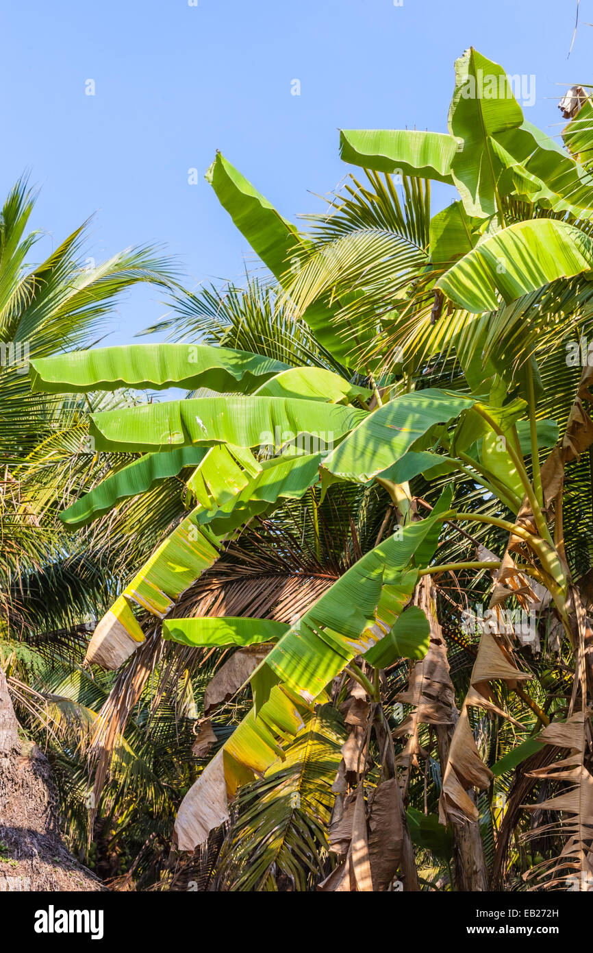 Banana tree leaves in the thai jungle over a blue sky Stock Photo