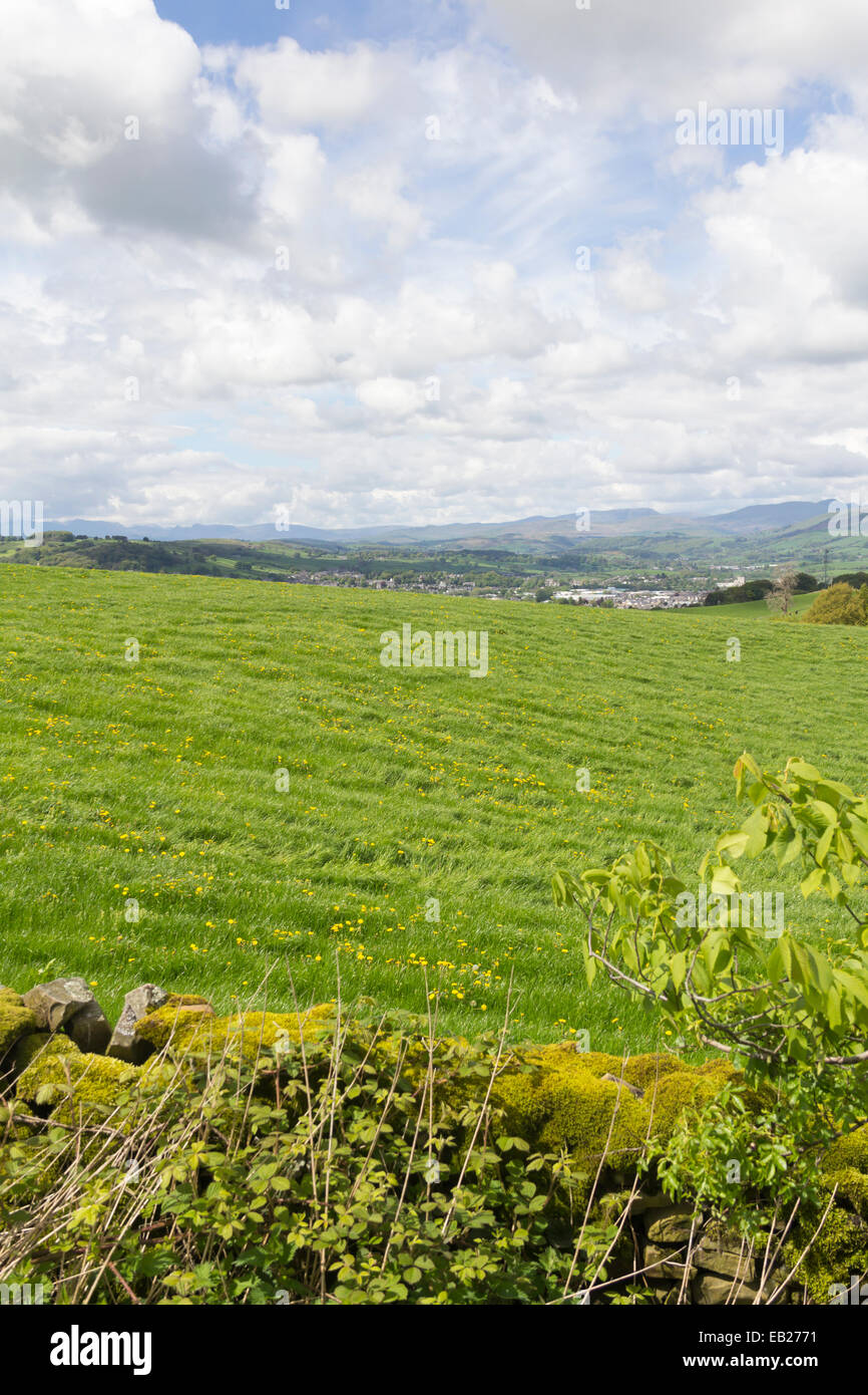Meadow with scattered dandelions in the early part of summer in the lake District east of Kendal, looking south-west. Stock Photo