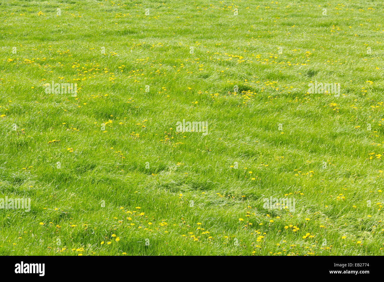 Meadow of lush grass and scattered dandelions in a field in north-west England in the early summer. Stock Photo