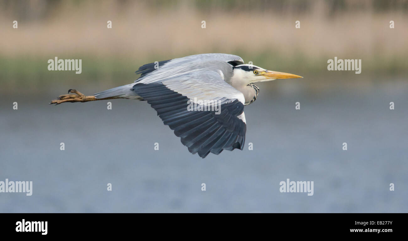 A Grey Heron flying over  a lake in North East England Stock Photo