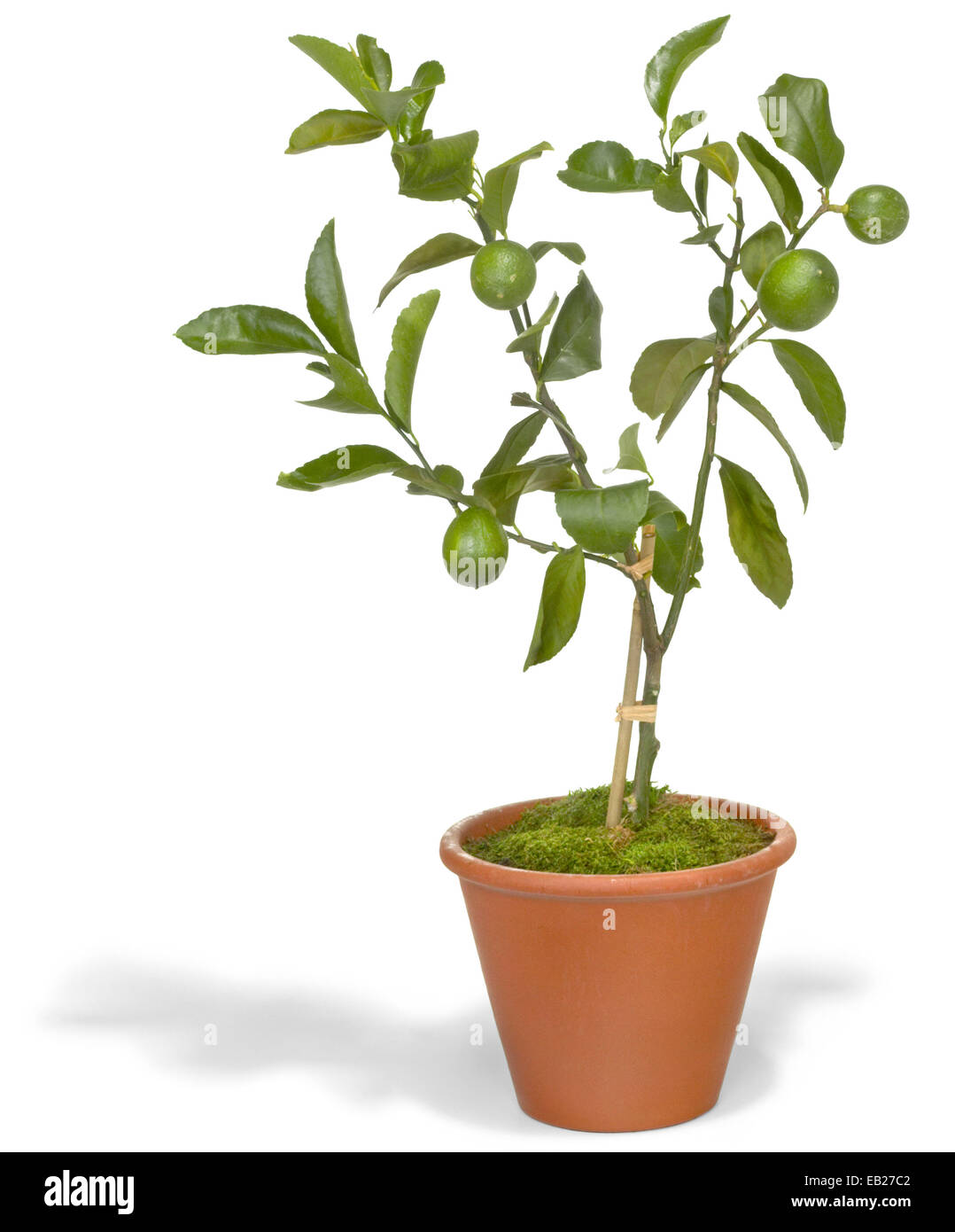 Indoor lemon tree hires stock photography and images Alamy