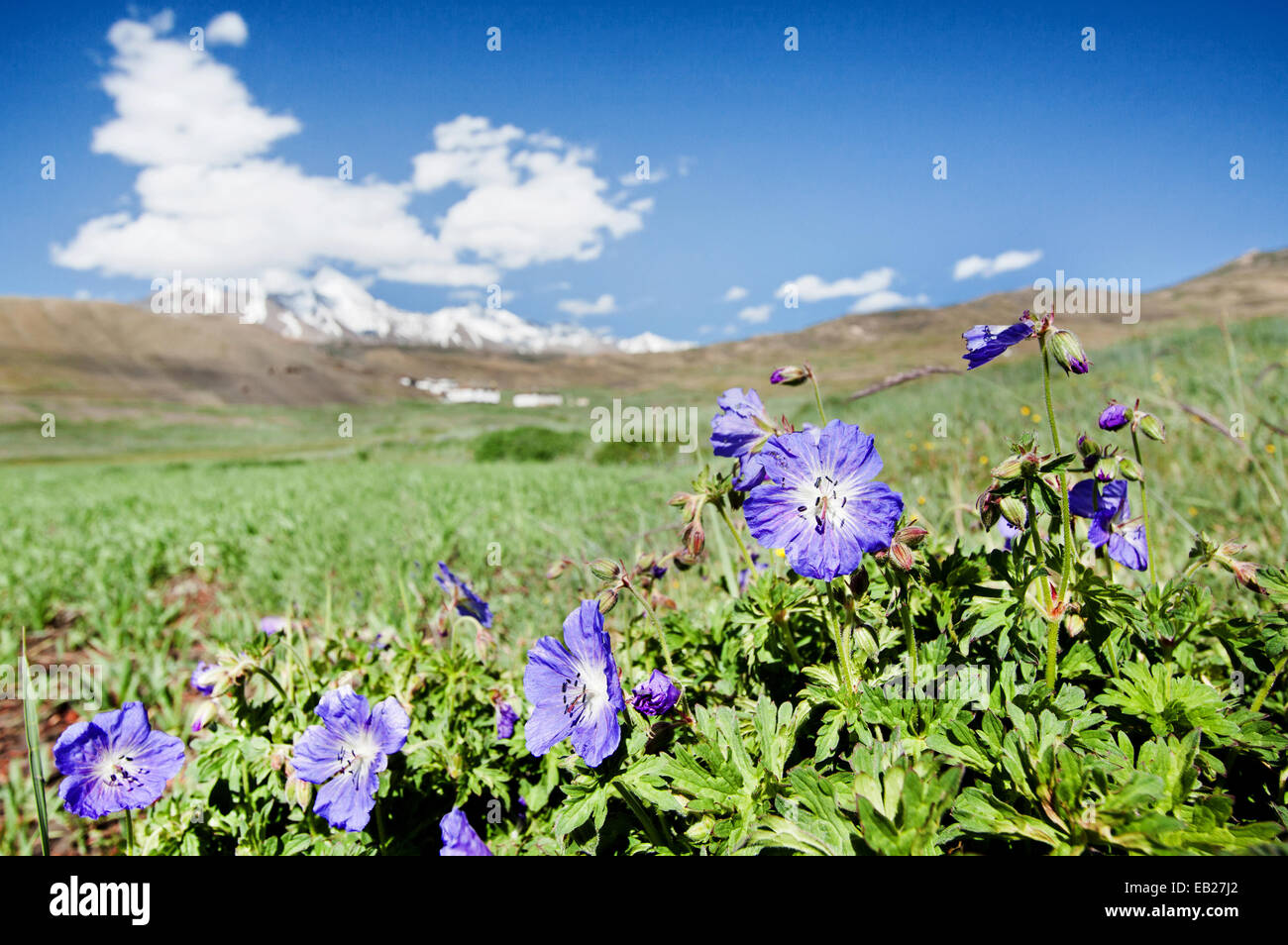Flowers in the himalayan mountains hi-res stock photography and images ...