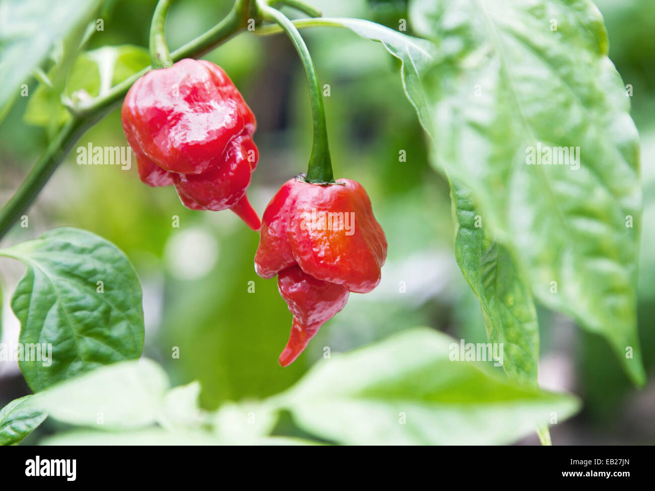 Trinidad moruga scorpion hi-res stock photography and images - Alamy